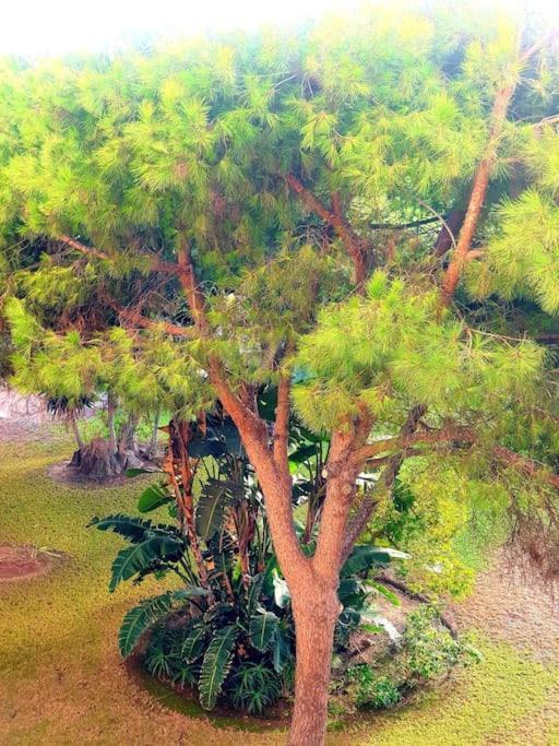 Precioso Estudio Con Piscina A 200M Del Mar Μαρμπέλλα Εξωτερικό φωτογραφία